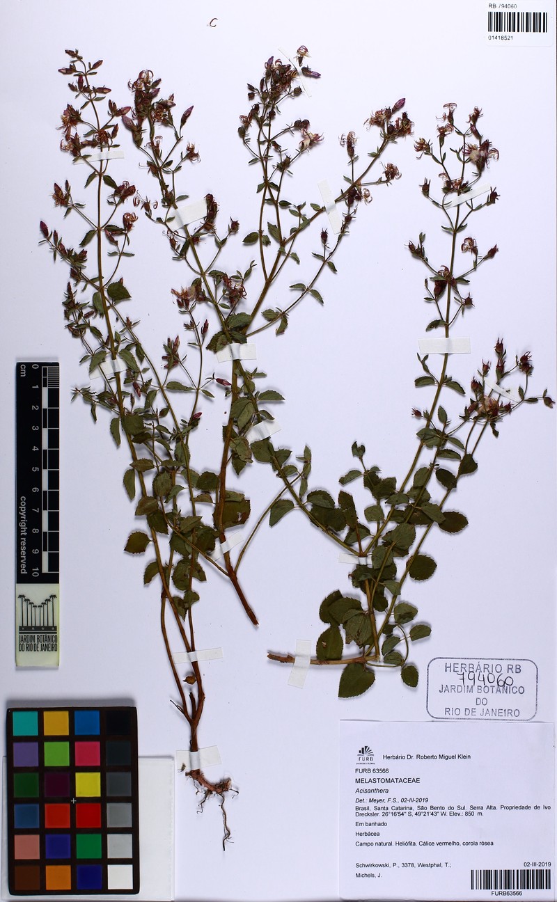 Acisanthera variabilis