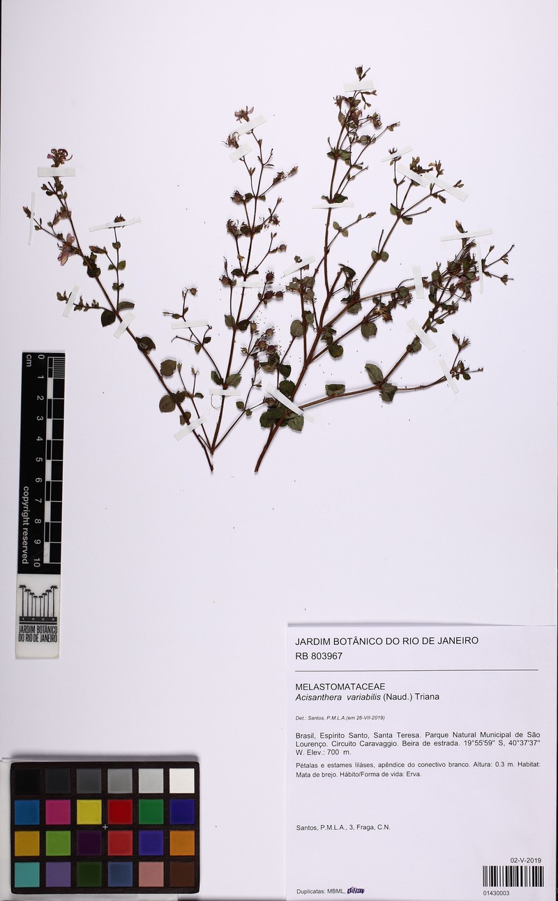 Acisanthera variabilis photo 2