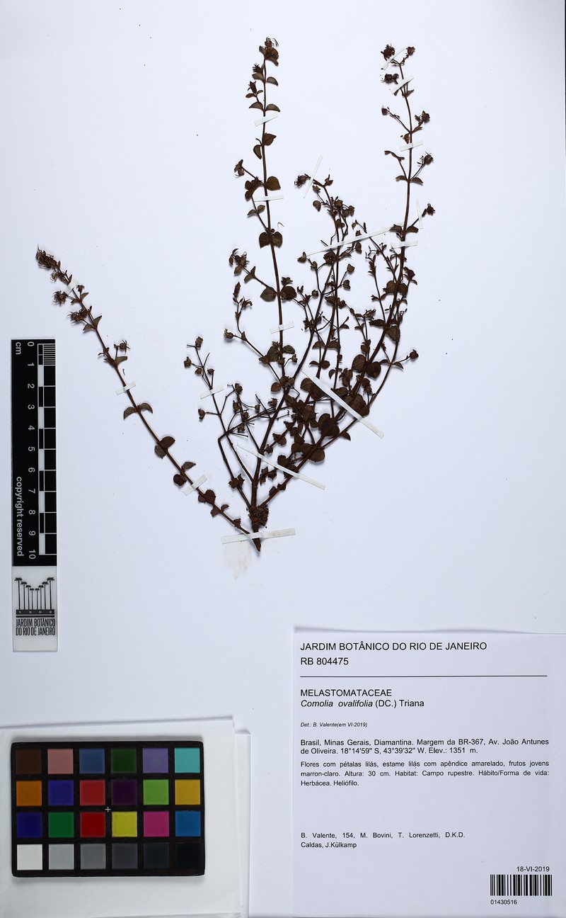 Acisanthera variabilis photo 3
