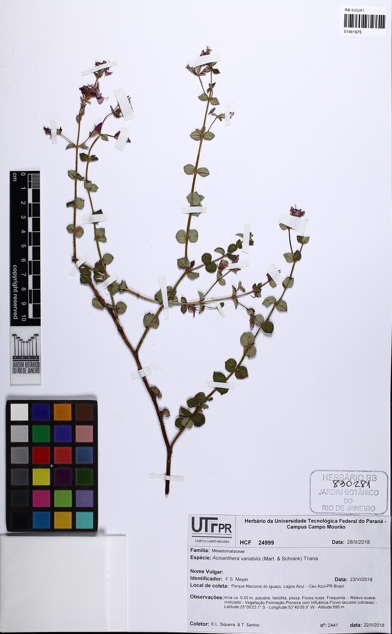 Acisanthera variabilis photo 4