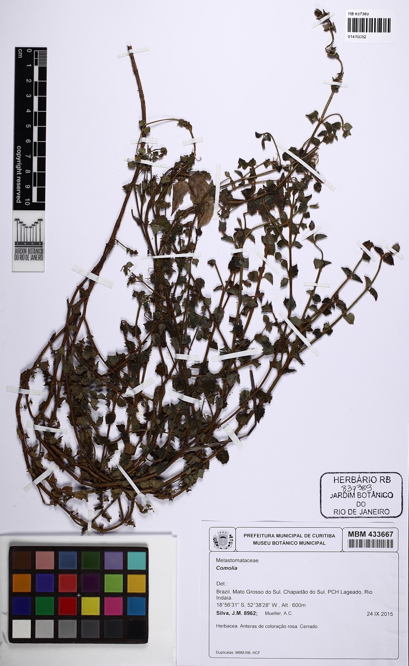 Acisanthera variabilis photo 5
