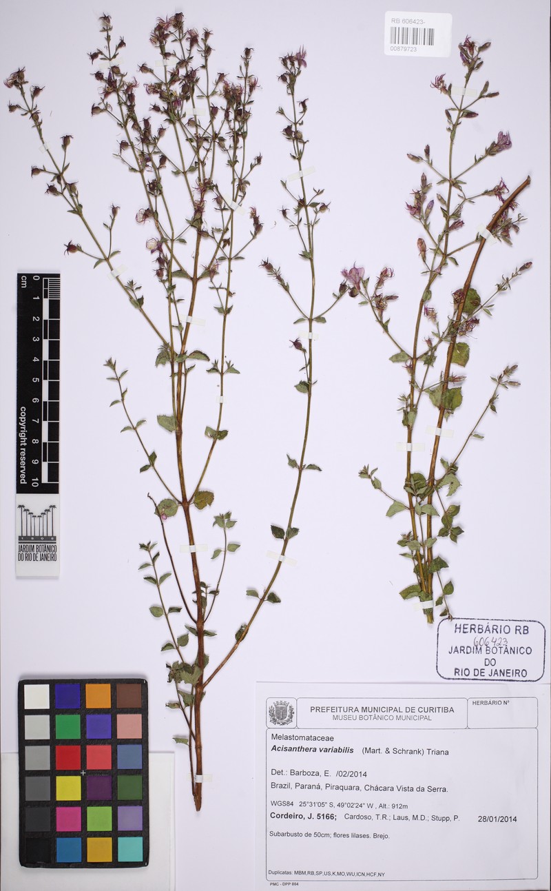 Acisanthera variabilis photo 6