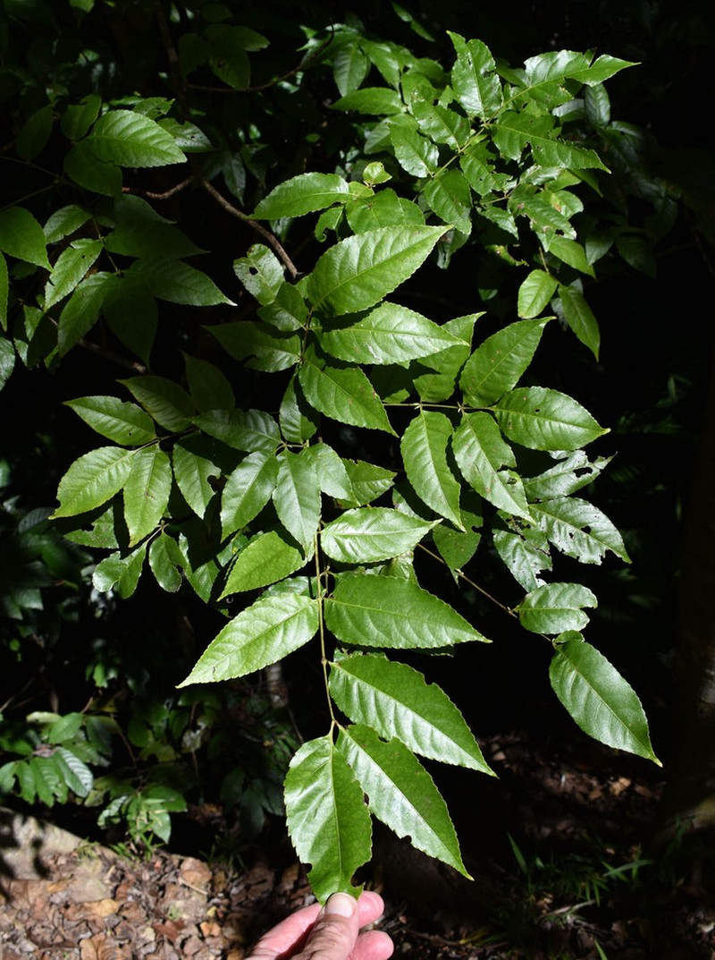 Ackama australiensis