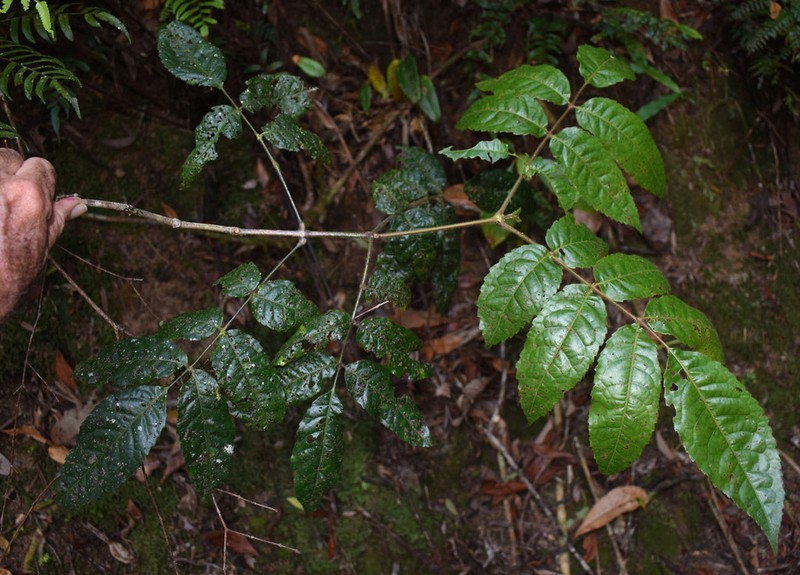 Ackama australiensis photo 2
