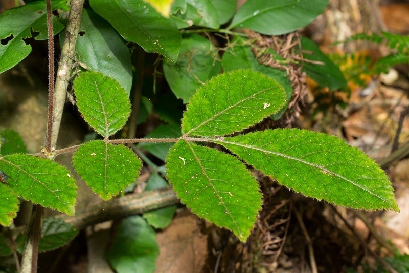 Ackama australiensis photo 3