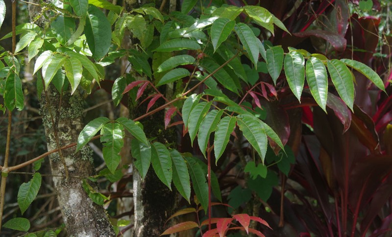 Ackama australiensis photo 4