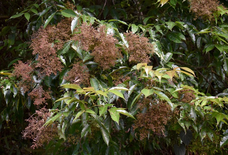 Ackama australiensis photo 5