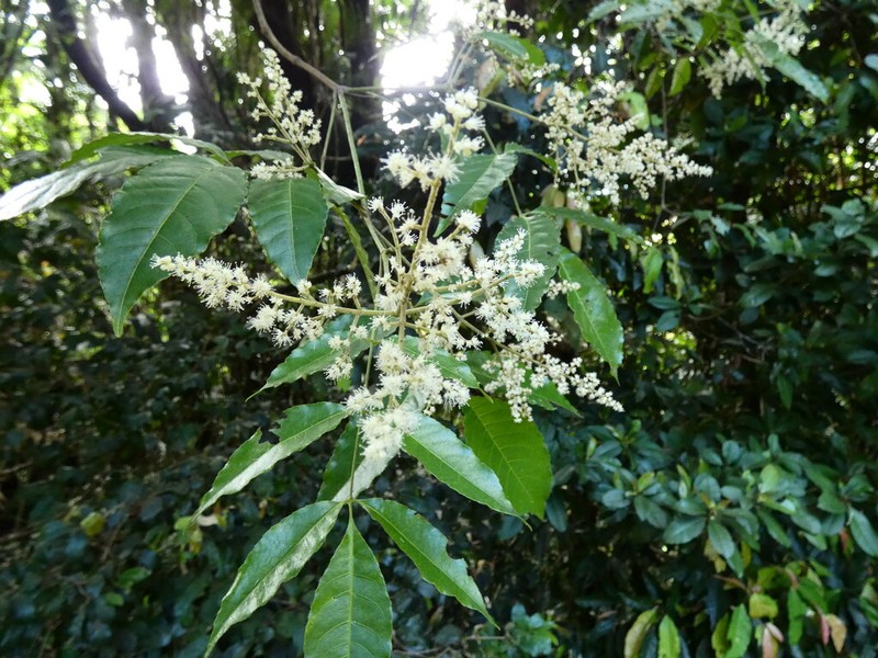 Ackama australiensis photo 6