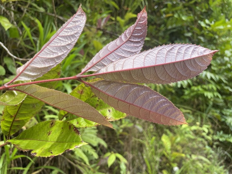 Ackama australiensis photo 7