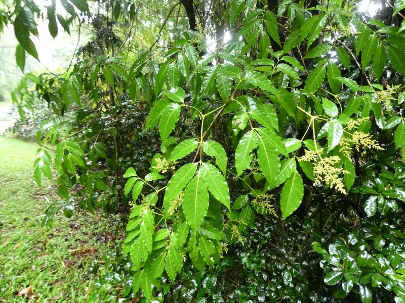 Ackama australiensis photo 8