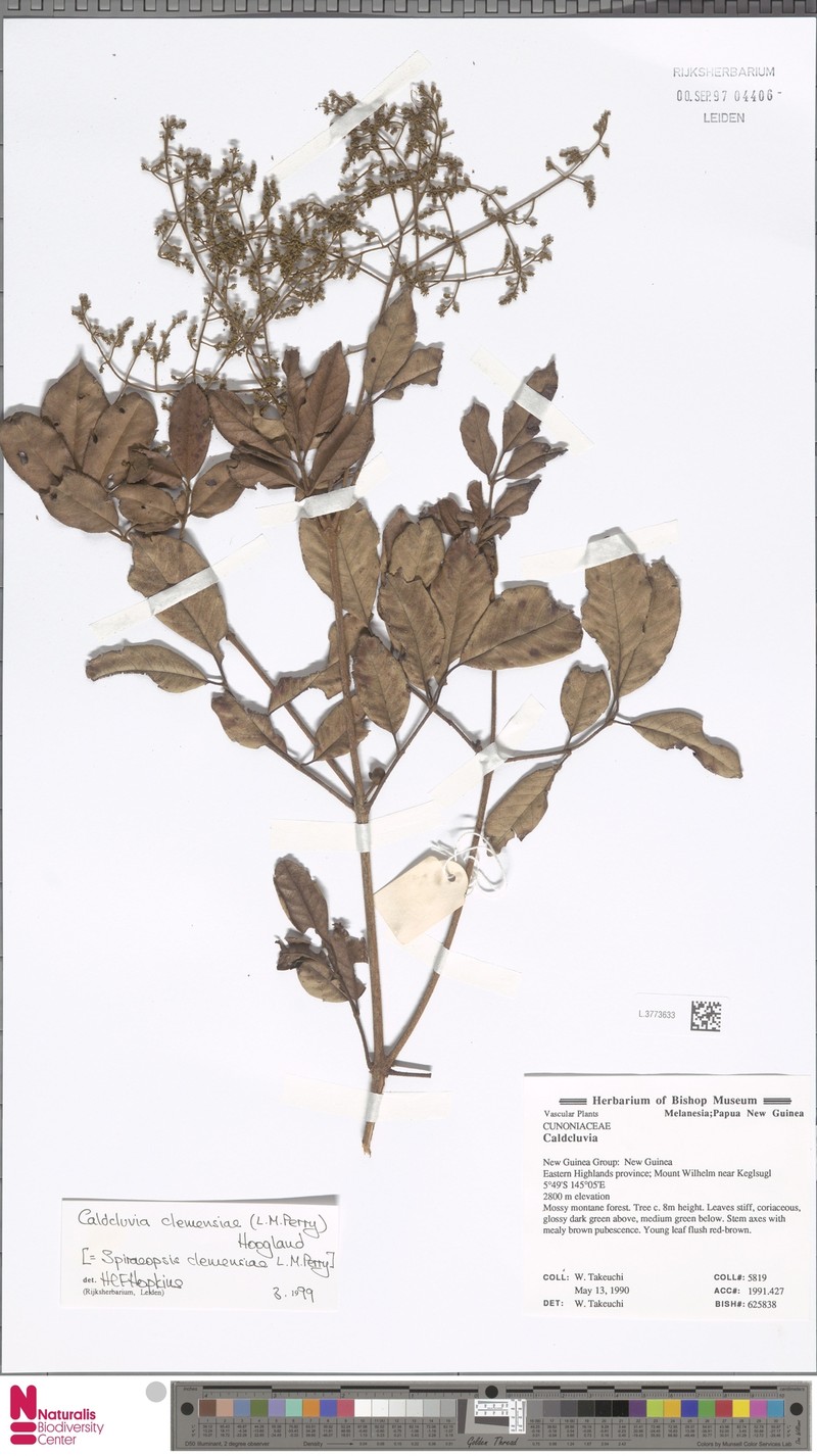 Ackama clemensiae