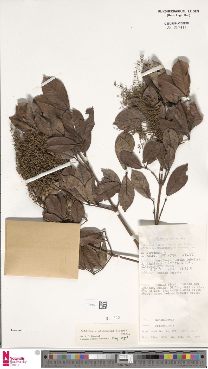 Ackama clemensiae photo 2