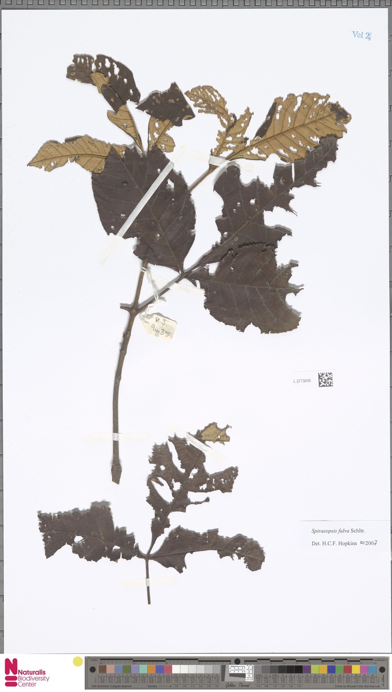 Ackama fulva