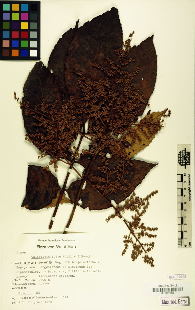 Ackama fulva photo 3