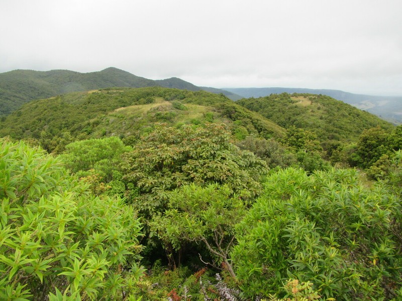 Ackama nubicola photo 2
