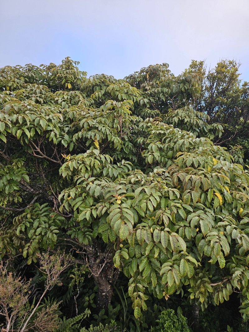 Ackama nubicola photo 4