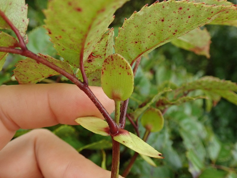 Ackama nubicola photo 5