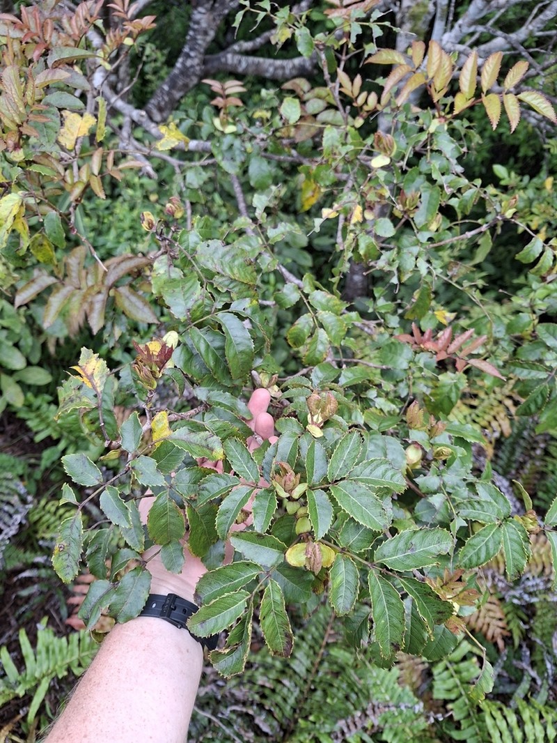 Ackama nubicola photo 6