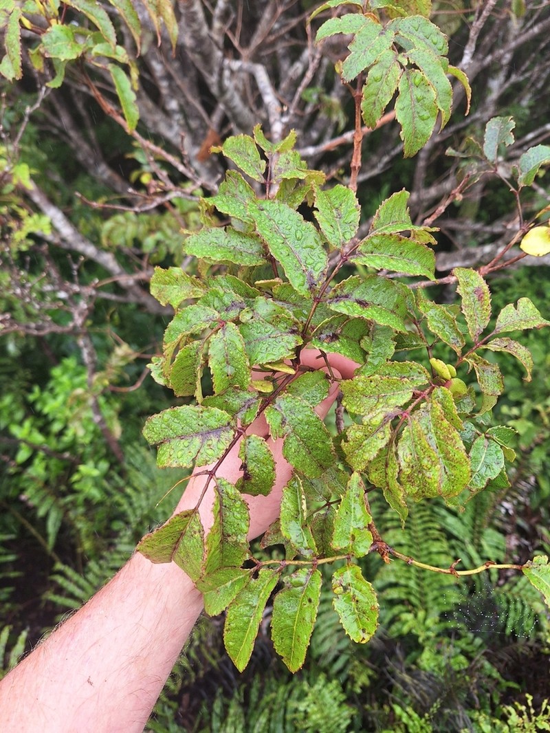Ackama nubicola photo 7