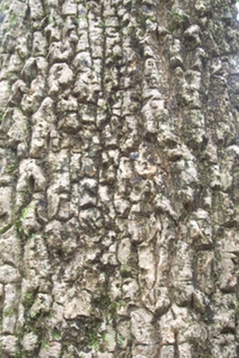 Ackama paniculosa