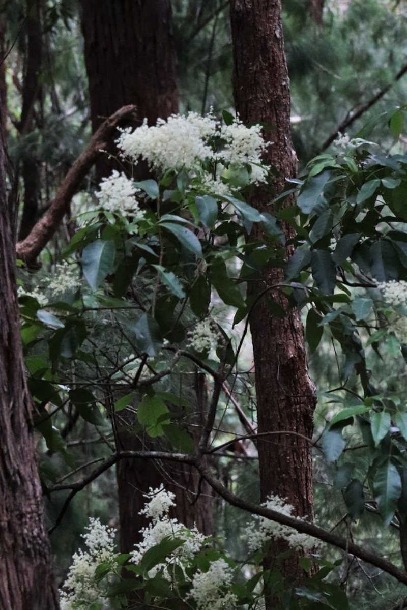 Ackama paniculosa photo 2