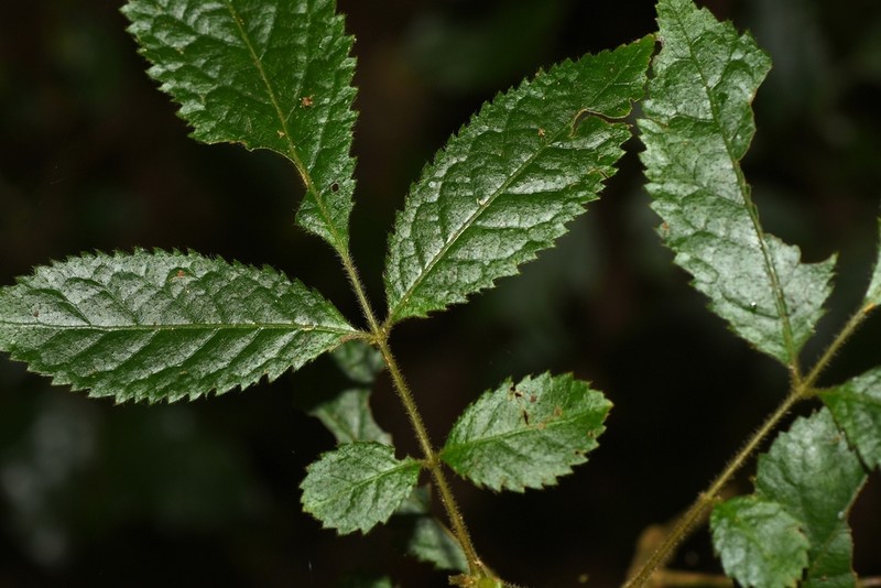 Ackama paniculosa photo 3
