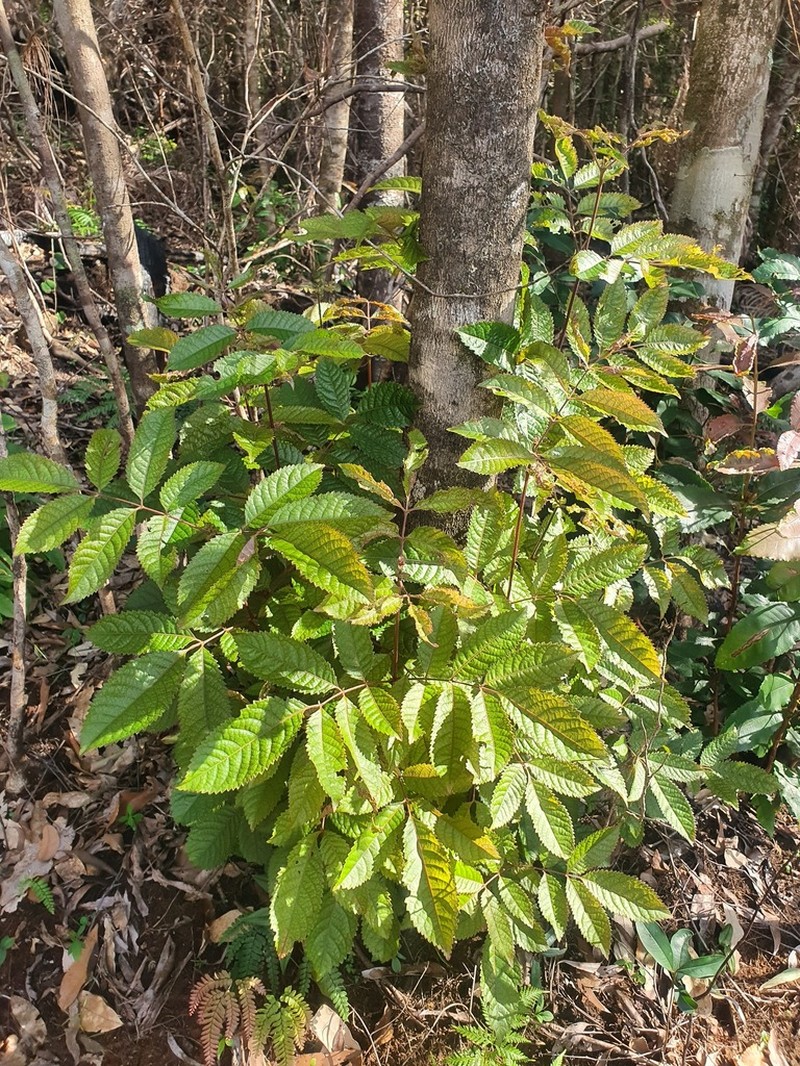 Ackama paniculosa photo 4