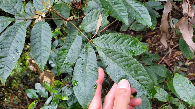 Ackama paniculosa photo 5