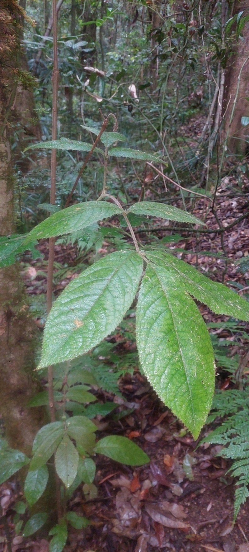 Ackama paniculosa photo 6