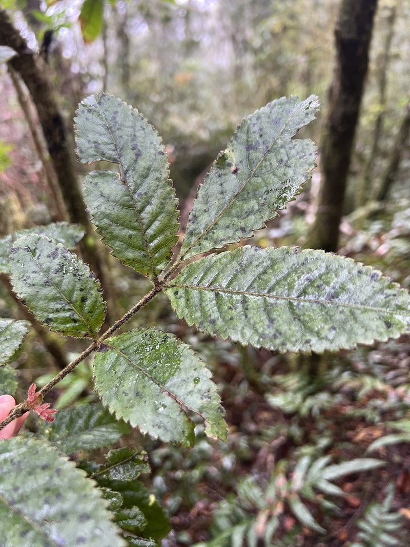 Ackama paniculosa photo 7