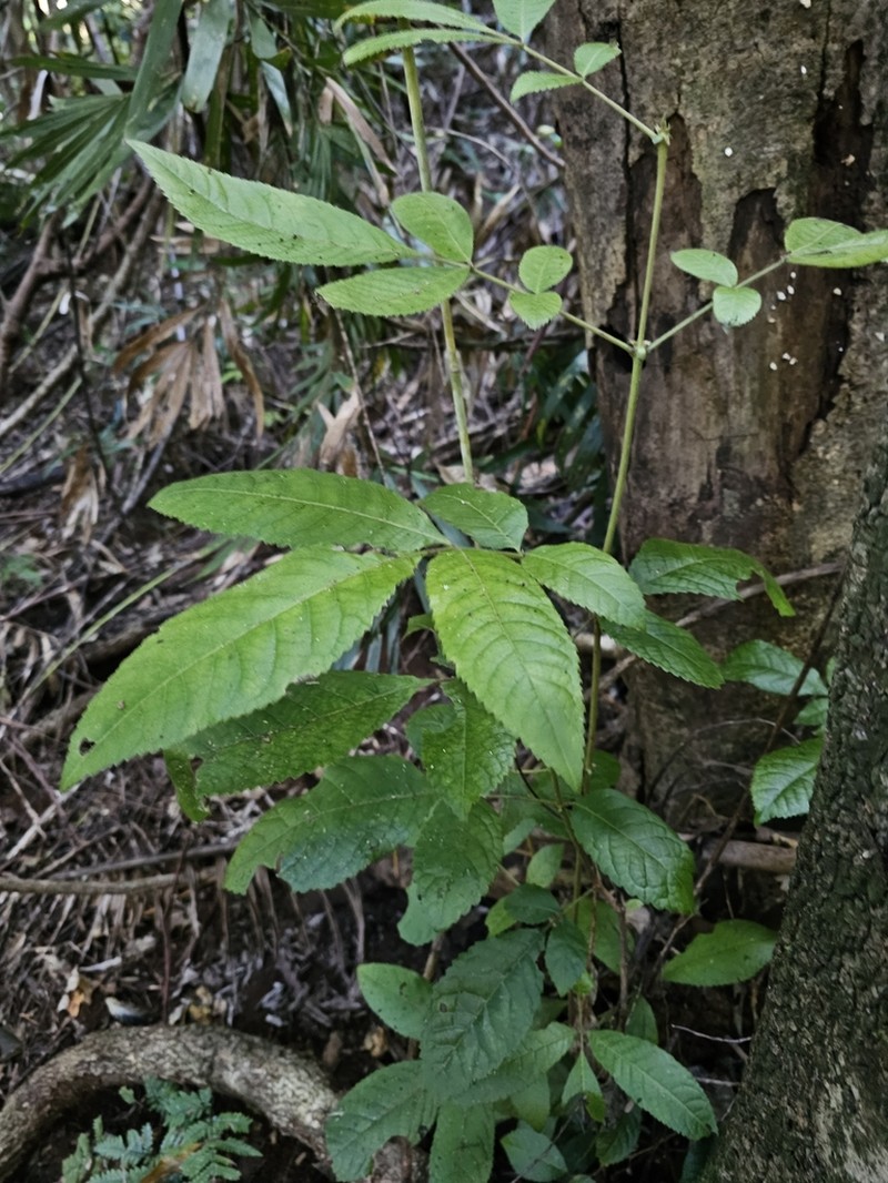 Ackama paniculosa photo 8
