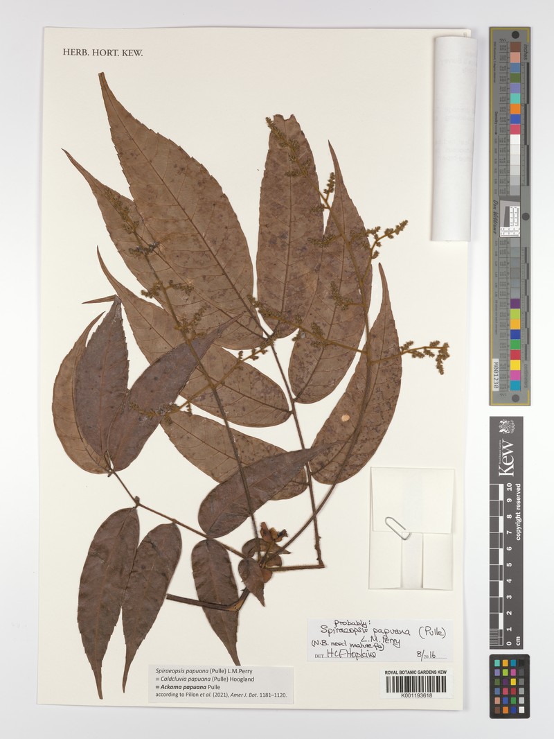 Ackama papuana