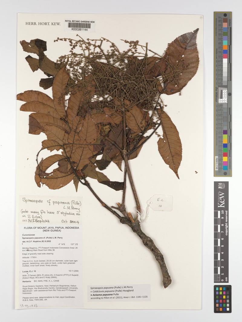 Ackama papuana photo 6