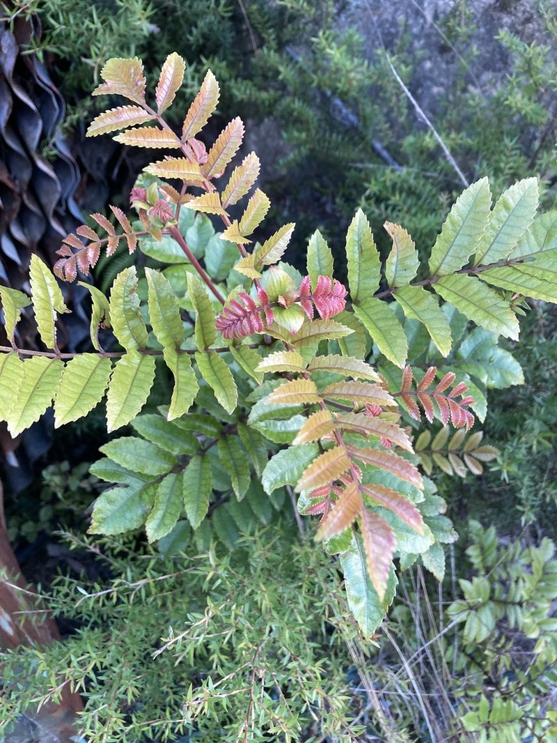 Ackama rosifolia