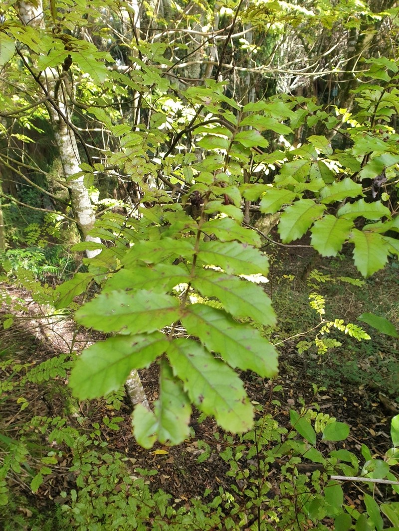 Ackama rosifolia photo 2