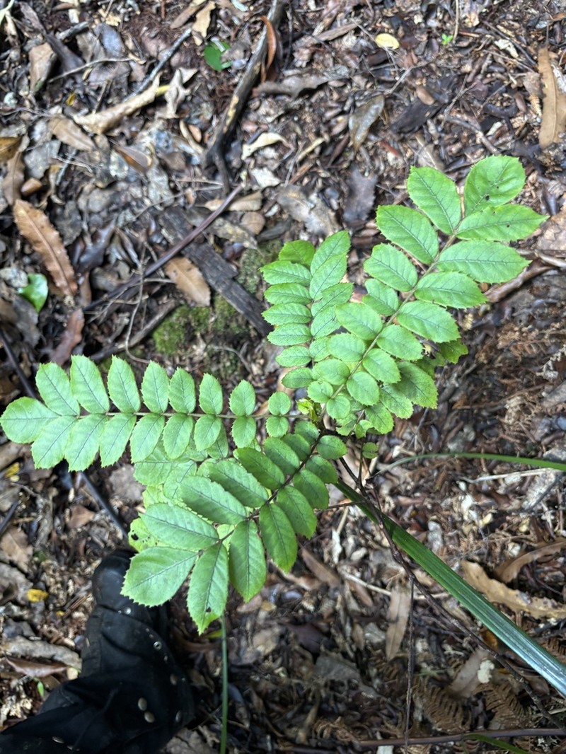 Ackama rosifolia photo 3