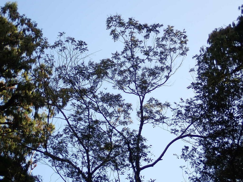 Ackama rosifolia photo 4