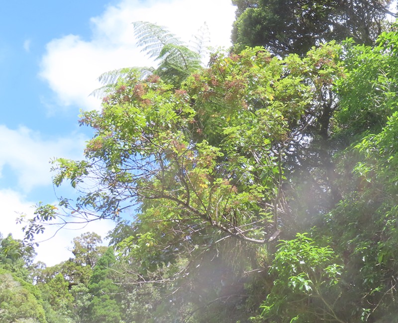 Ackama rosifolia photo 5