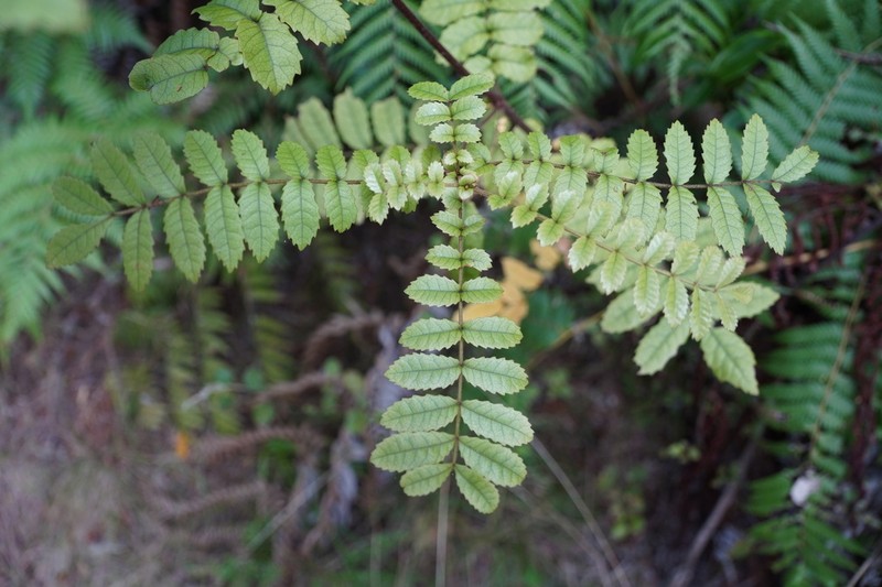 Ackama rosifolia photo 6