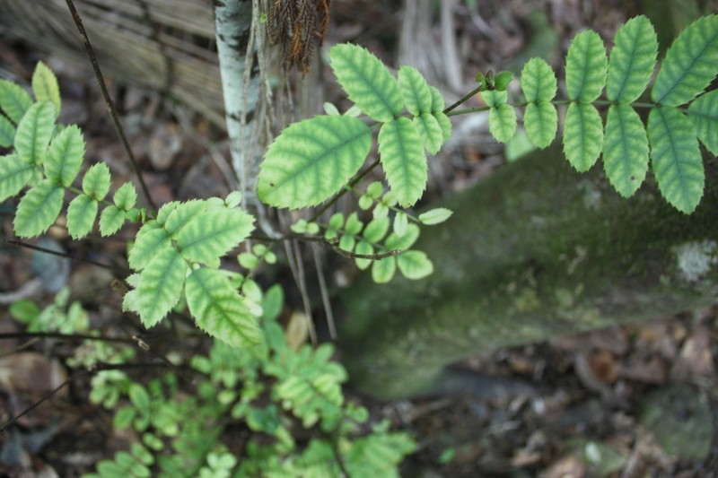 Ackama rosifolia photo 7