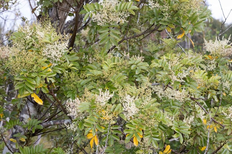Ackama rosifolia photo 8