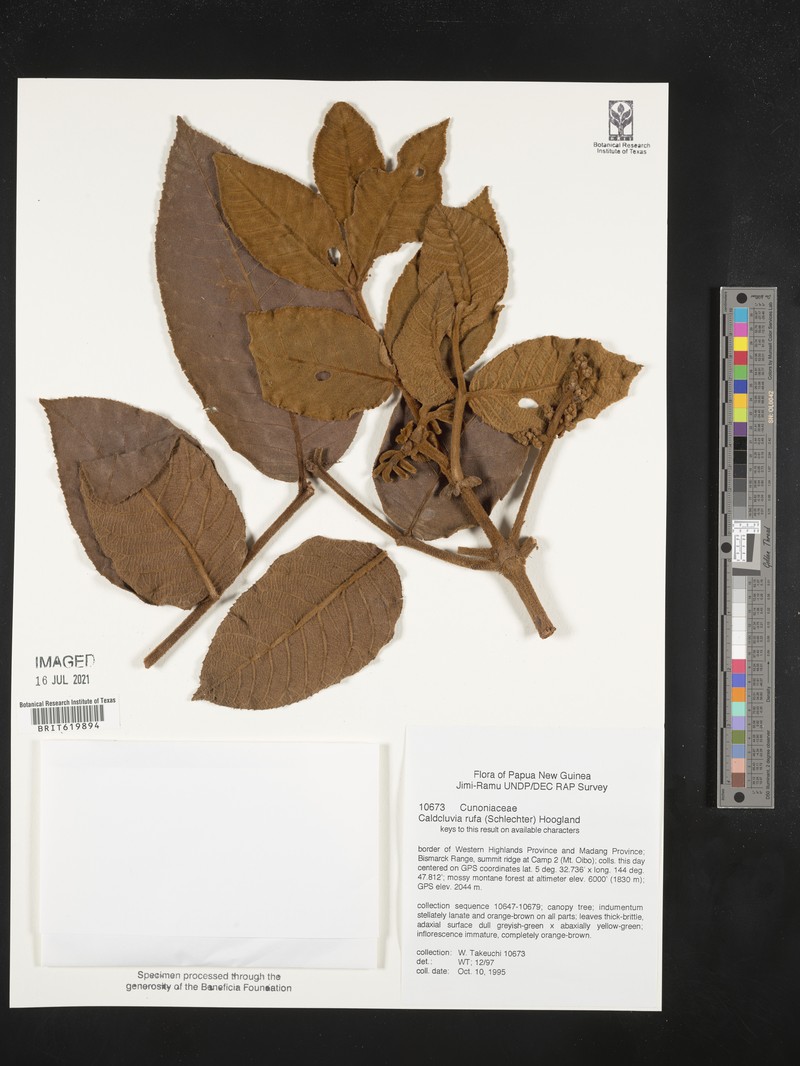 Ackama rufa photo 5