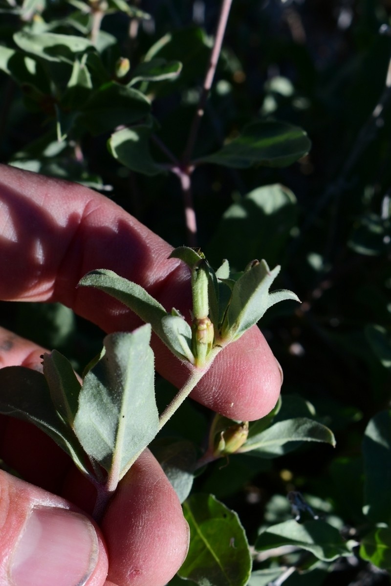 Needletip Trumpets
