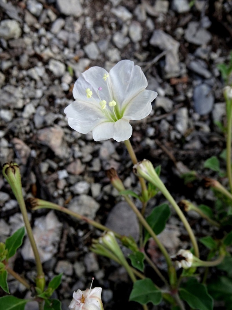 Needletip Trumpets photo 2
