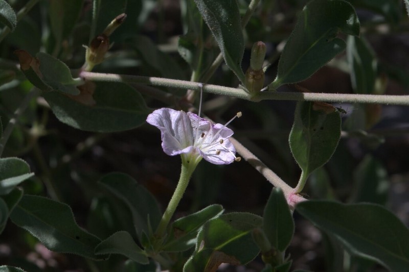 Needletip Trumpets photo 4