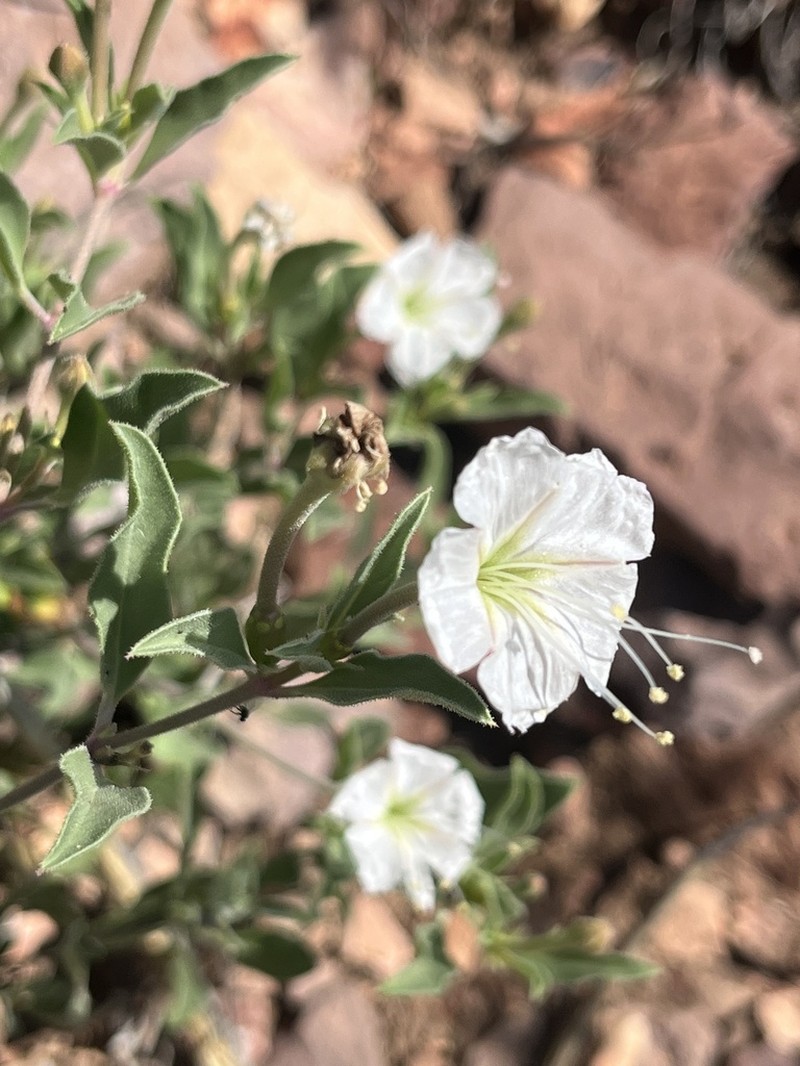 Needletip Trumpets photo 5