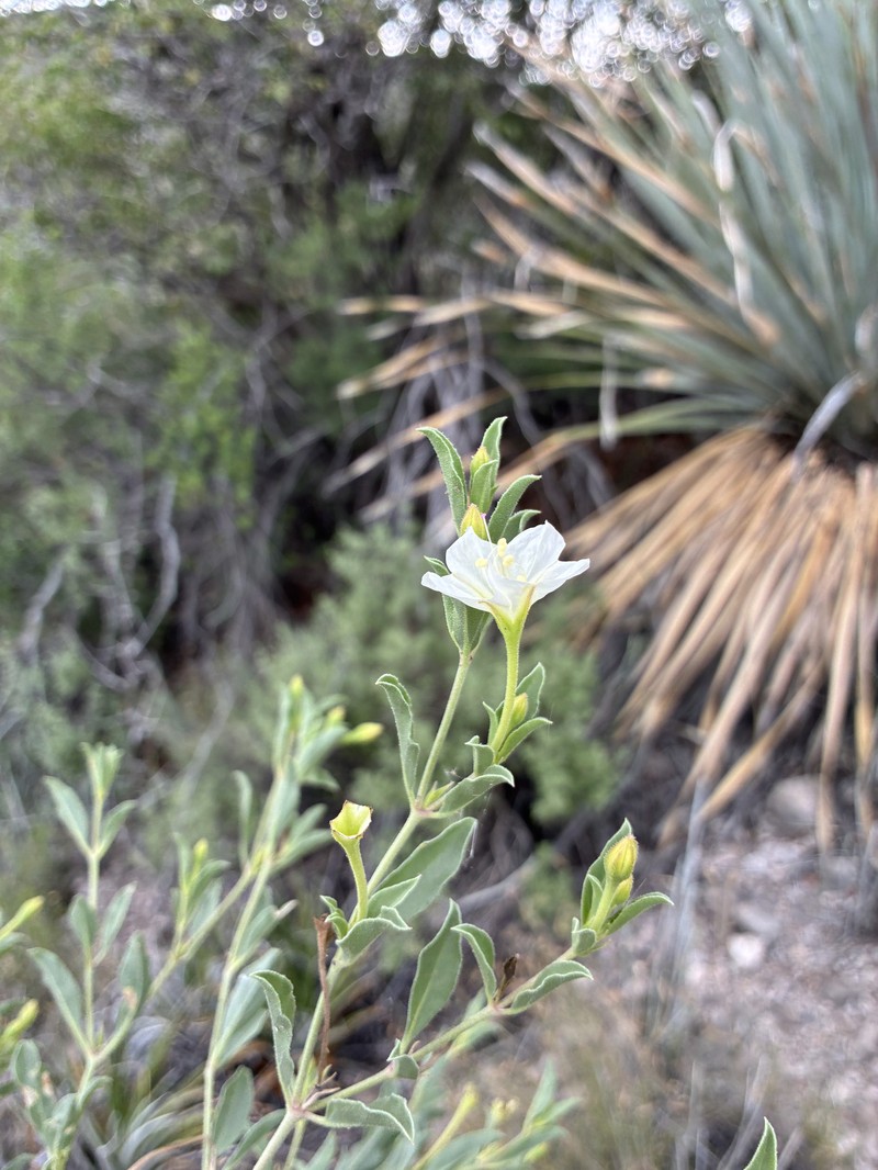 Needletip Trumpets photo 6