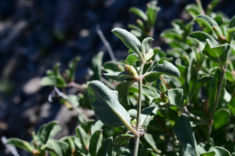 Needletip Trumpets photo 7