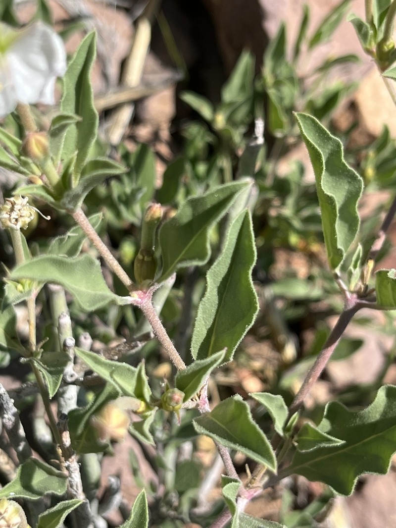 Needletip Trumpets photo 8