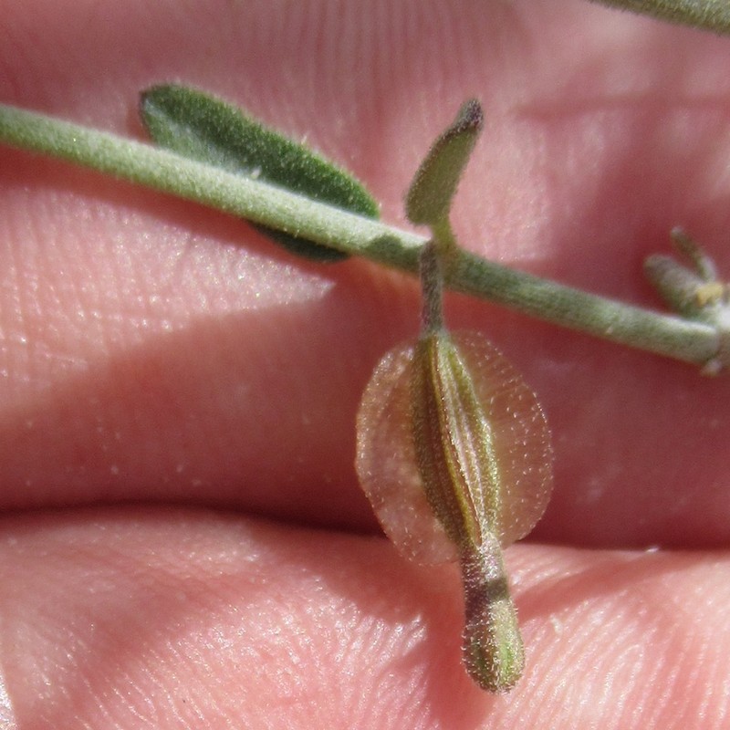 Narrowleaf Moonpod